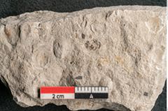 Foto (Detailansicht) von Glyptostrobus europaeus Brongniart (NHMW-GEO-2024-0188-6762)